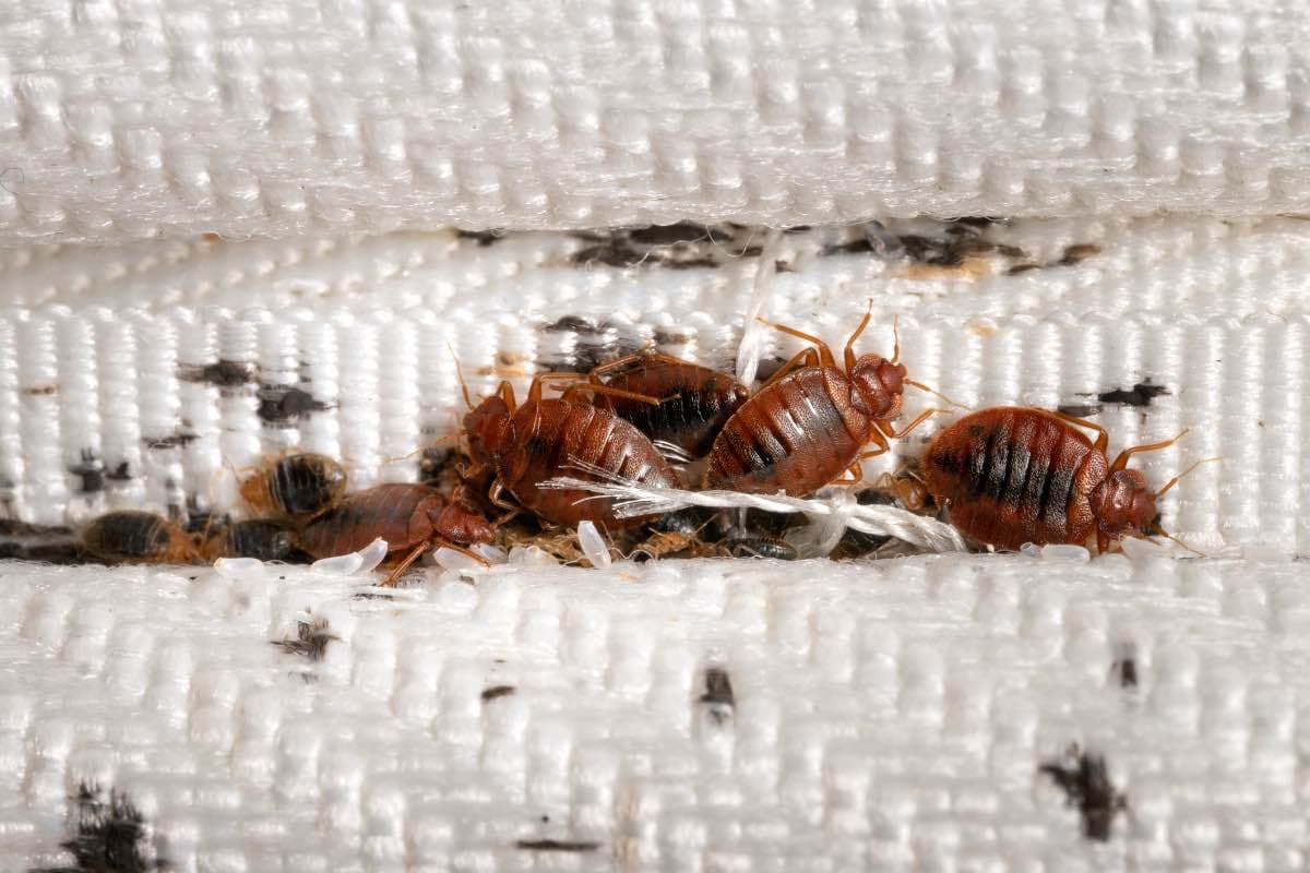 Trusted Bedbugs Exterminator Near Me for Complete Removal