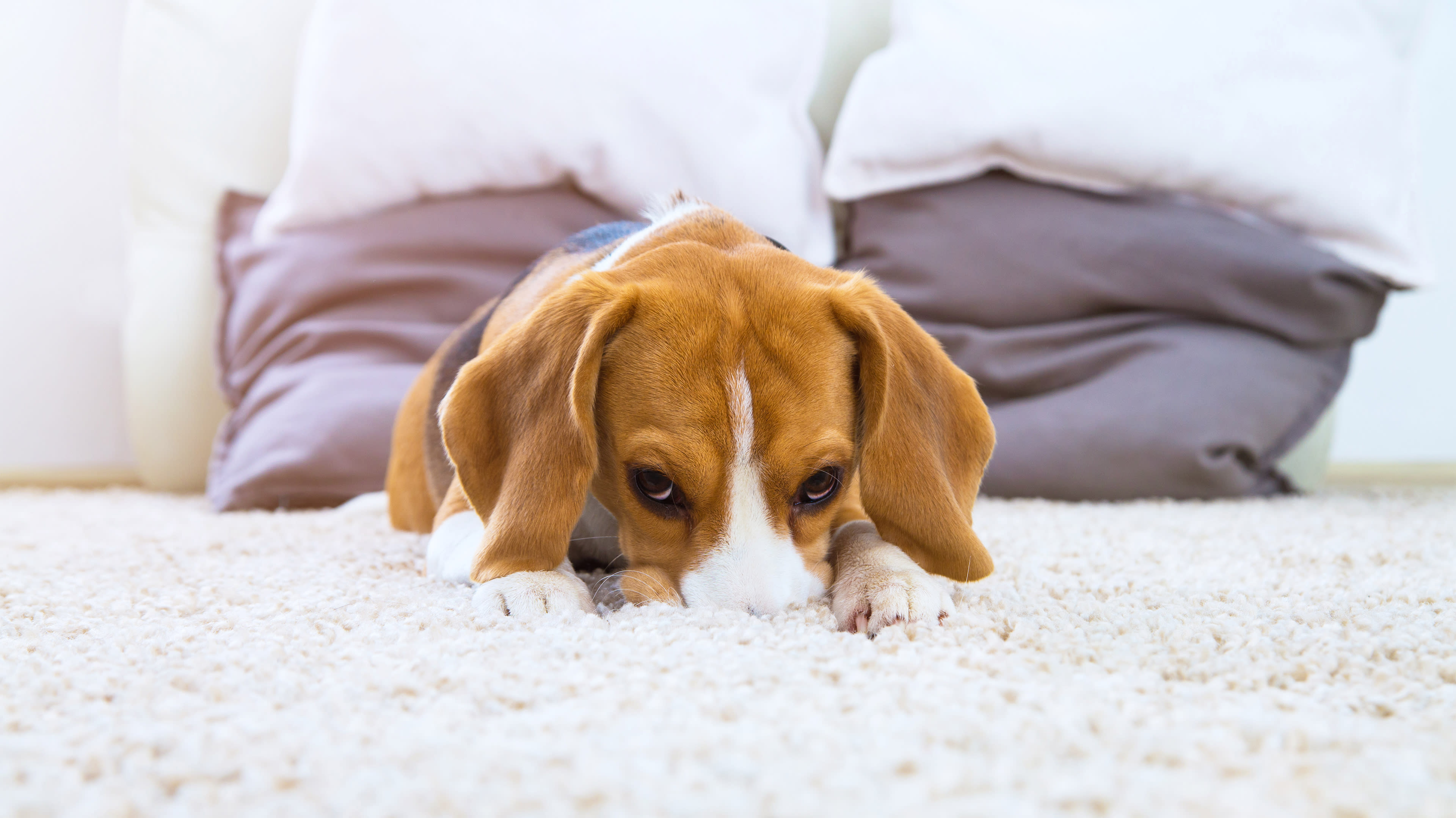 Reliable Dog Urine Carpet Treatment Placer County for Homes & Carpets